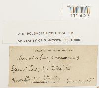 Ceratodon purpureus image