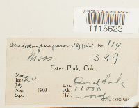 Ceratodon purpureus image