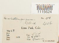 Ceratodon purpureus image