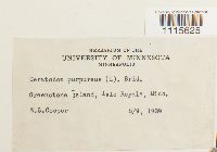 Ceratodon purpureus image