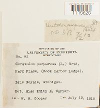 Ceratodon purpureus image