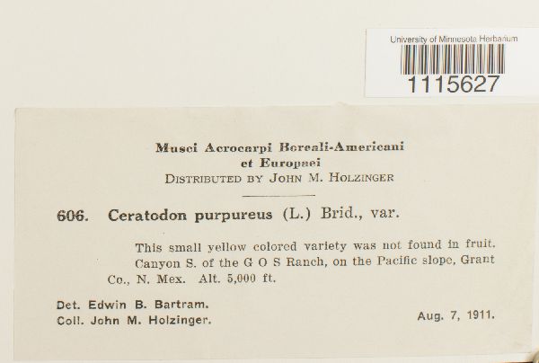 Ceratodon purpureus image