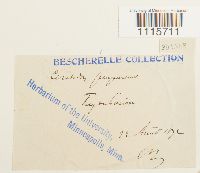 Ceratodon purpureus image