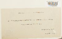 Campylopus clavatus image