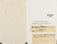 Campylopus flexuosus image