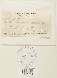 Campylopodium medium image