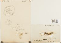 Campylopus flexuosus image