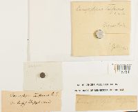 Campylopus torfaceus image