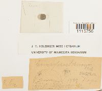 Campylopus schwarzii image