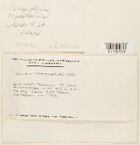 Media resource of Campylopus capillaceus