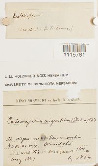 Catoscopium nigritum image