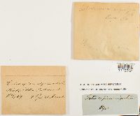 Catoscopium nigritum image