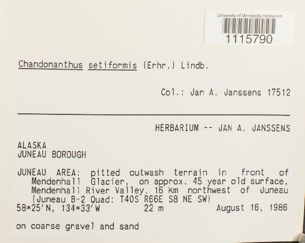 Tetralophozia setiformis image