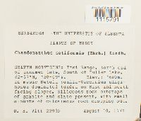 Tetralophozia setiformis image