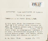 Tetralophozia setiformis image