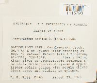 Tetralophozia setiformis image