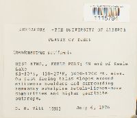 Tetralophozia setiformis image