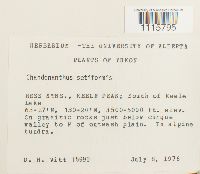 Tetralophozia setiformis image