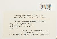 Tetralophozia setiformis image