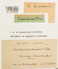 Image of Chandonanthus birmensis