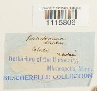 Cheilothela chloropus image