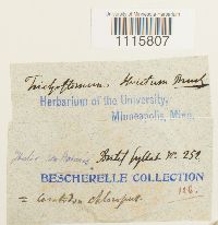 Cheilothela chloropus image