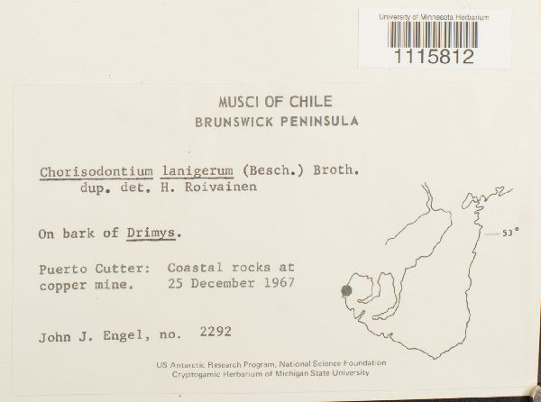 Chorisodontium lanigerum image