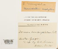 Chorisodontium aciphyllum image