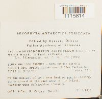 Chorisodontium aciphyllum image