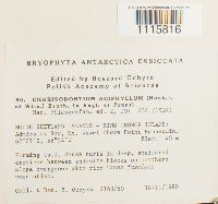 Chorisodontium aciphyllum image