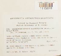 Chorisodontium aciphyllum image