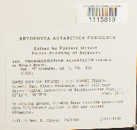 Chorisodontium aciphyllum image