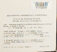 Chorisodontium aciphyllum image