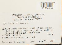 Cinclidium stygium image