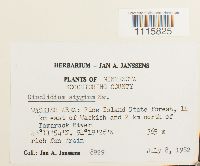 Cinclidium stygium image