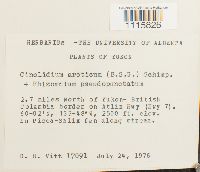 Image of Cinclidium arcticum