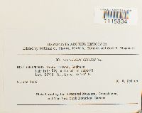 Cinclidium stygium image