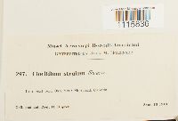 Cinclidium stygium image