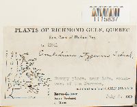 Cinclidium stygium image