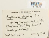 Cinclidium stygium image