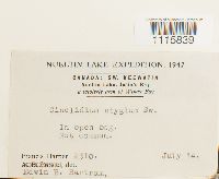 Cinclidium stygium image