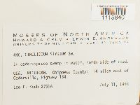 Cinclidium stygium image