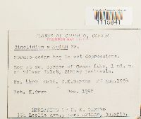 Cinclidium stygium image