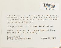 Cinclidium stygium image