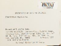 Cinclidium stygium image