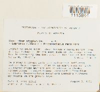 Cinclidium stygium image