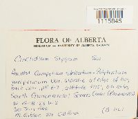 Cinclidium stygium image