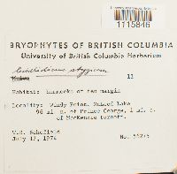 Cinclidium stygium image