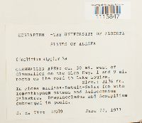 Cinclidium stygium image