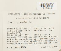 Cinclidium stygium image